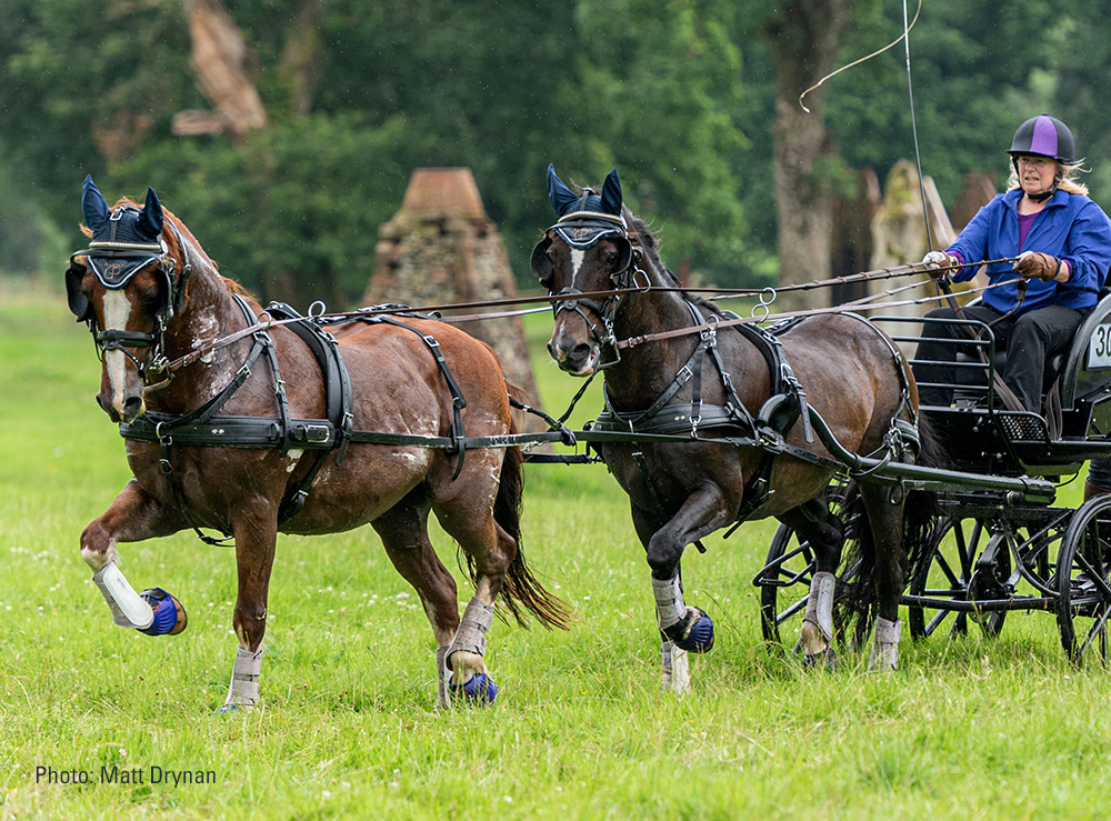 Zilco Harness for Winner Horse Teams Marathon - DVI - Driving Valkenswaard  International